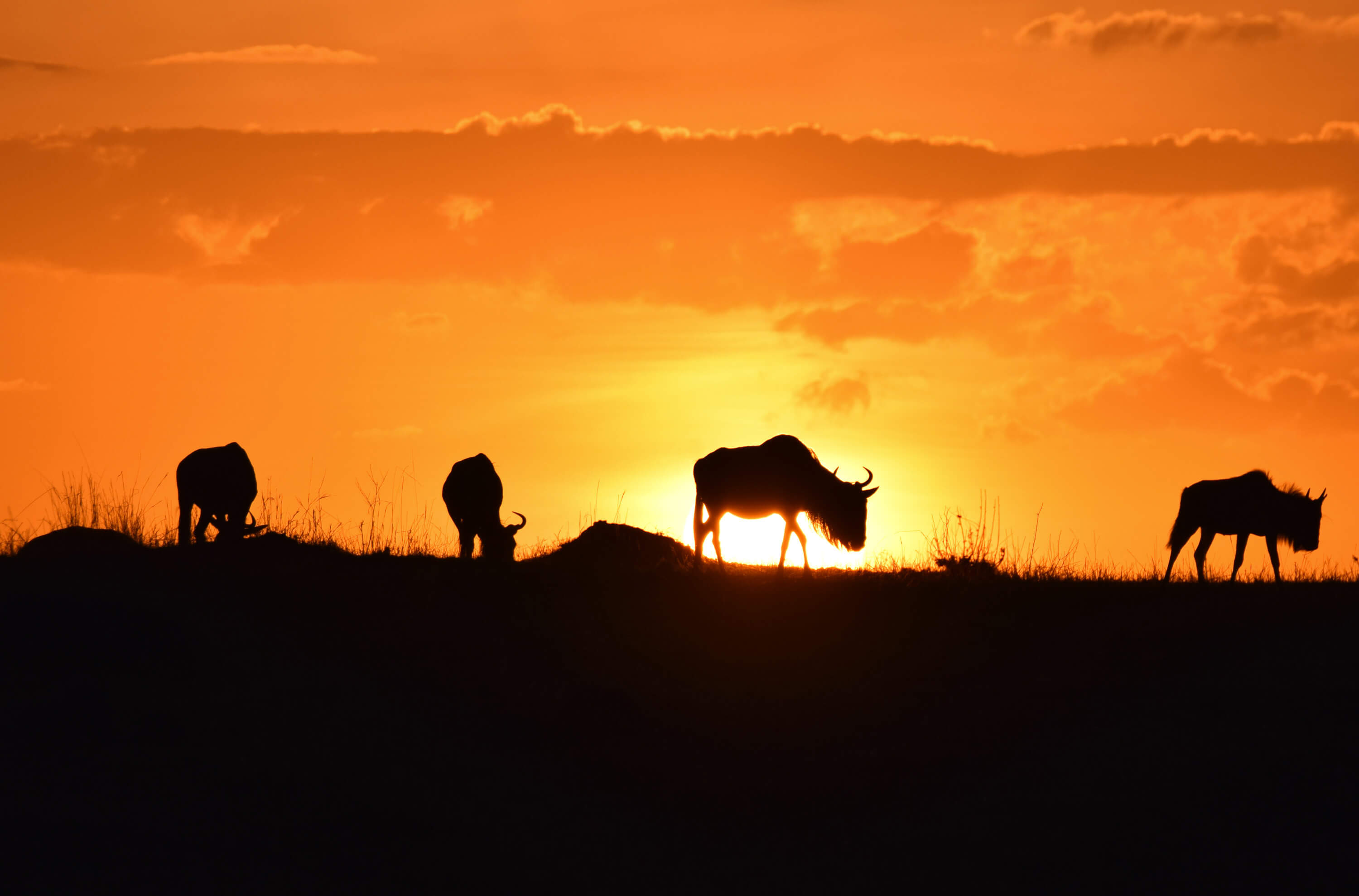 Tansania-Mara mit den Lemala Camps